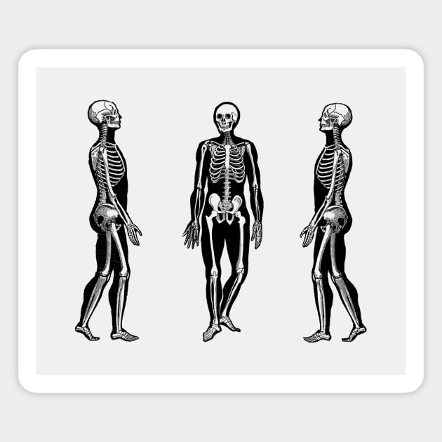 Side View Skeleton - Vintage Anatomy Magnet by Vintage Anatomy Prints